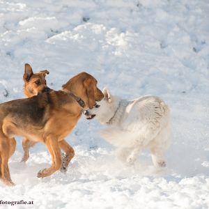 Silvester mit Hund im Hotel Grimming