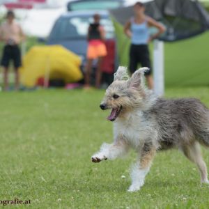 Agility Turnier des ÖSPSC