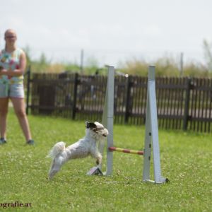 Agility Turnier des ÖSPSC