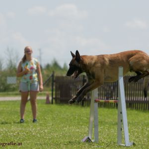 Agility Turnier des ÖSPSC