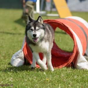 Agility Turnier des ÖSPSC