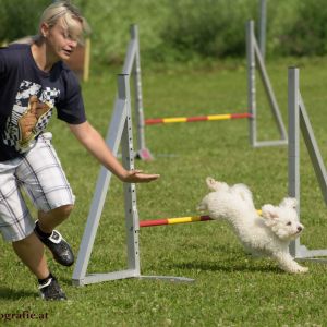 Agility Turnier des ÖSPSC