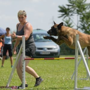 Agility Turnier des ÖSPSC