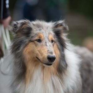 Kurzhaarcollie Treffen in Sulz im Wienerwald