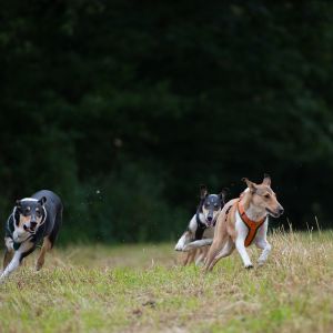 Kurzhaarcollie Treffen in Sulz im Wienerwald