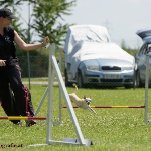 Agility Turnier des ÖSPSC