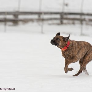 Silvester mit Hund im Hotel Grimming