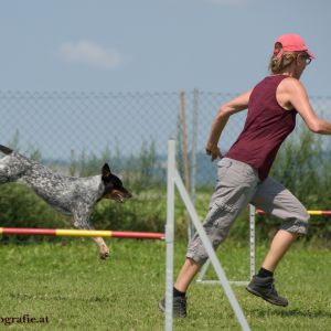 Agility Turnier des ÖSPSC