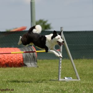 Agility Turnier des ÖSPSC