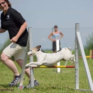 Agility Turnier des ÖSPSC