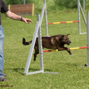 Agility Turnier des ÖSPSC