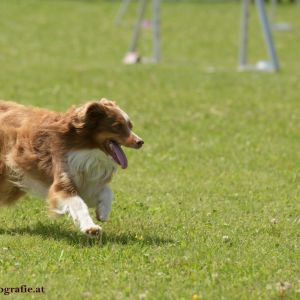 Agility Turnier des ÖSPSC