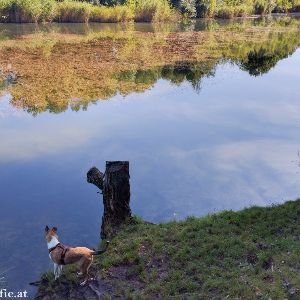 Mühlwasser