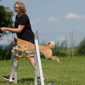 Agility Turnier des ÖSPSC