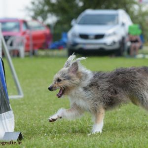 Agility Turnier des ÖSPSC