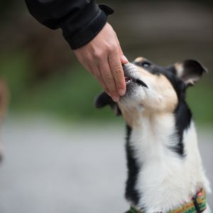 Kurzhaarcollie Treffen in Sulz im Wienerwald