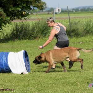 Agility Turnier des ÖSPSC