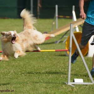 Agility Turnier des ÖSPSC