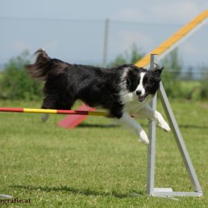 Agility Turnier des ÖSPSC