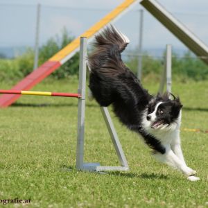 Agility Turnier des ÖSPSC