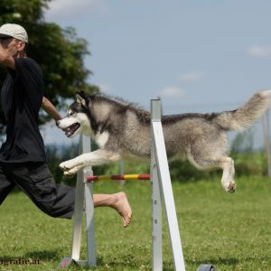 Agility Turnier des ÖSPSC