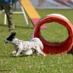 Agility Turnier des ÖSPSC