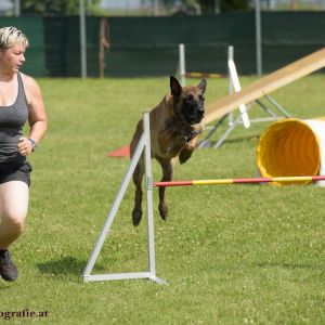 Agility Turnier des ÖSPSC