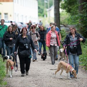 Kurzhaarcollie Treffen in Sulz im Wienerwald