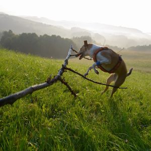 Urlaub mit Hund auf Gut Feuerschwendt