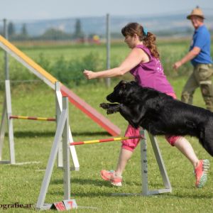 Agility Turnier des ÖSPSC