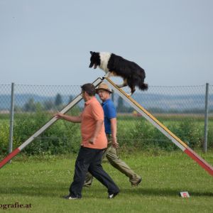 Agility Turnier des ÖSPSC