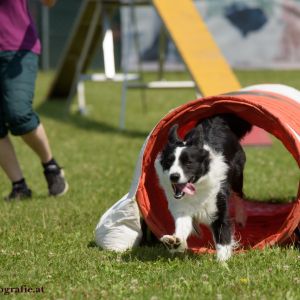 Agility Turnier des ÖSPSC