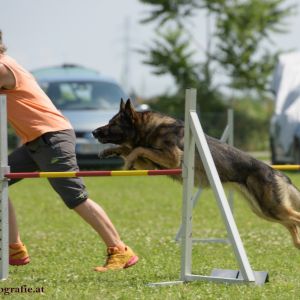 Agility Turnier des ÖSPSC