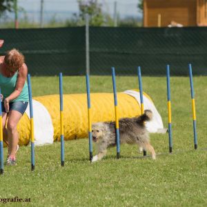 Agility Turnier des ÖSPSC