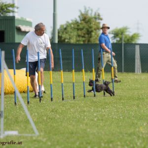 Agility Turnier des ÖSPSC