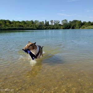 Wienerberg-Teich