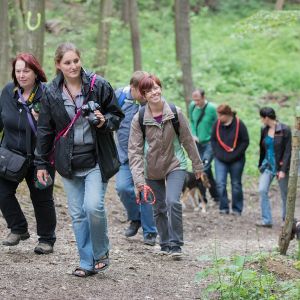 Kurzhaarcollie Treffen in Sulz im Wienerwald