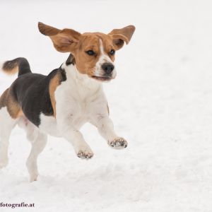 Silvester mit Hund im Hotel Grimming