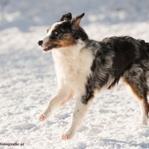 Silvester mit Hund im Hotel Grimming