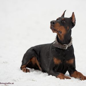 Silvester mit Hund im Hotel Grimming