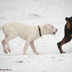 Silvester mit Hund im Hotel Grimming