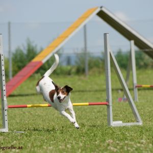 Agility Turnier des ÖSPSC