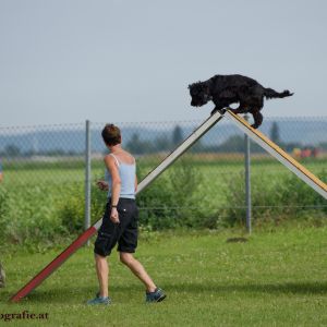 Agility Turnier des ÖSPSC