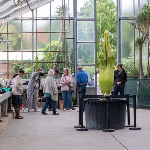 Amorphophallus_titanum_DSCF4815.jpg