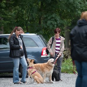 Kurzhaarcollie Treffen in Sulz im Wienerwald