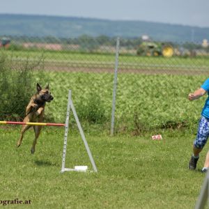 Agility Turnier des ÖSPSC