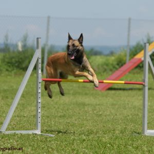 Agility Turnier des ÖSPSC