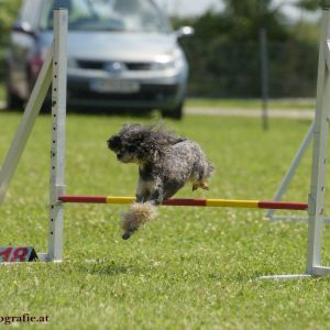 Agility Turnier des ÖSPSC