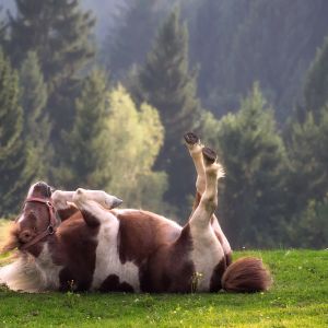 Urlaub mit Hund auf Gut Feuerschwendt