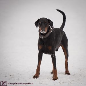 Silvester mit Hund im Hotel Grimming